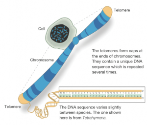 Telomere Aging Process