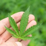 Weed in Pizza?
