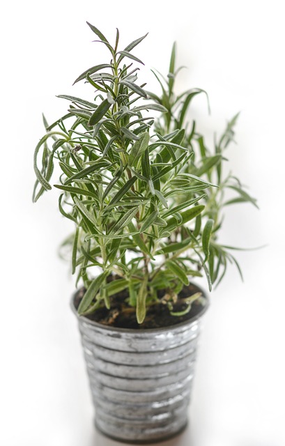 Rosemary is a perfect kitchen herb