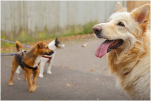 Everything You Need To Know About Joint Pain In A Dog
